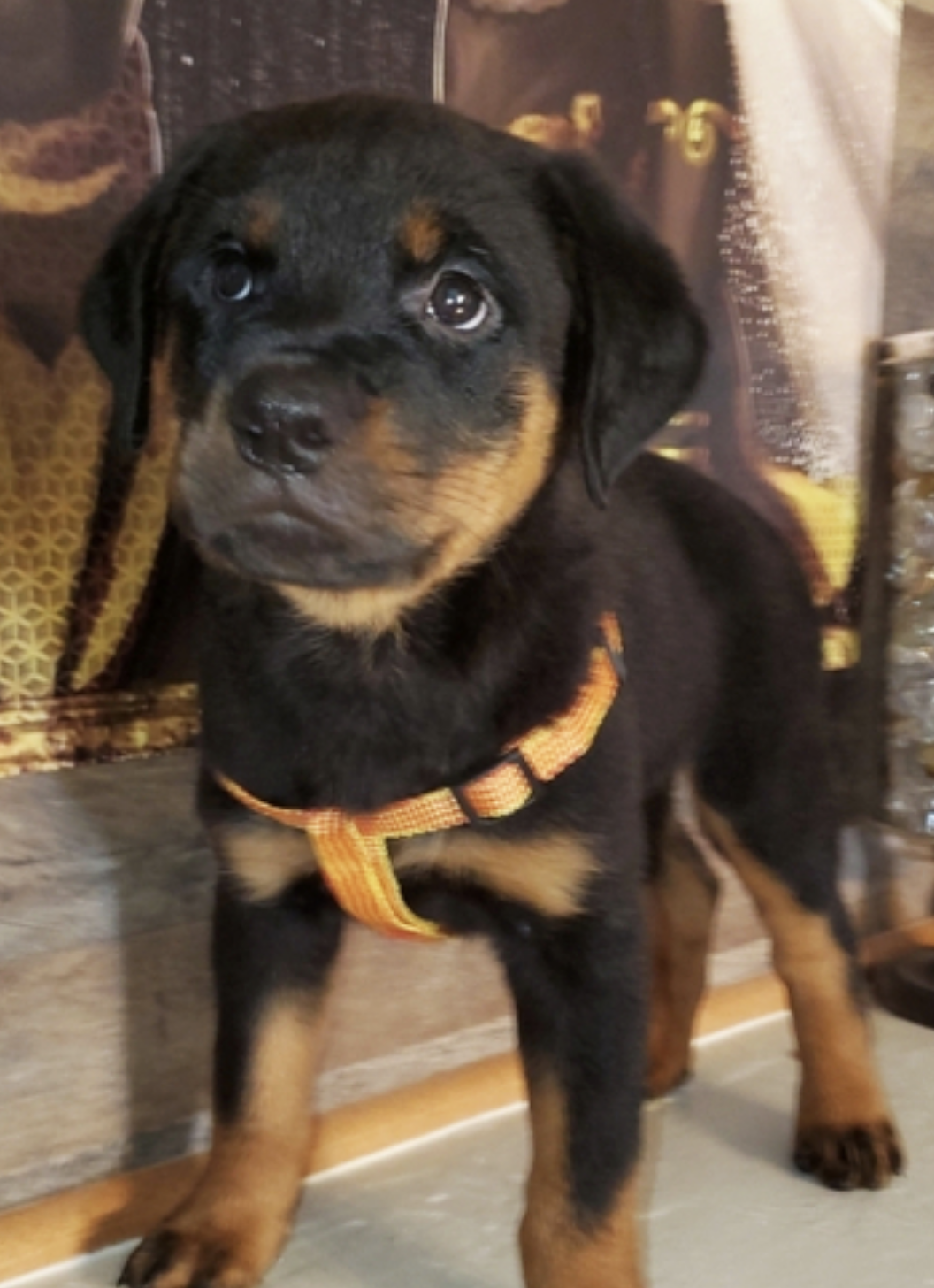 comprar cachorros sanos, baratos y asequibles para la venta